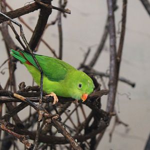 Vernal haning-parrot