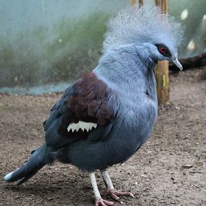 Western crowned pigeon