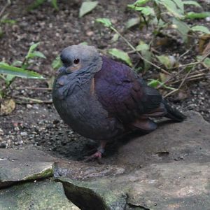 Crested quail-dove