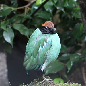 Western hooded pitta