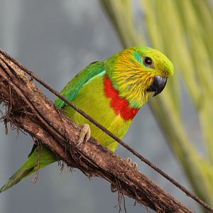 Salvadori's fig-parrot