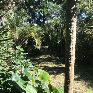 White-Naped Crane Exhibit