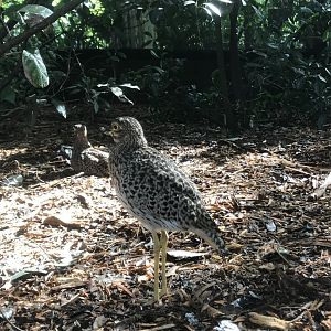 Cape Thick-Knee