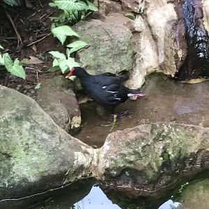 Common Moorhen(?)
