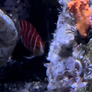 Peppermint angelfish