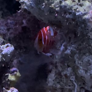 Peppermint angelfish