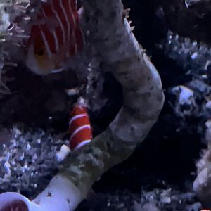 Peppermint angelfish