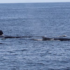 Humpback Whales