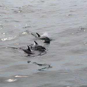 Atlantic White-Sided Dolphins