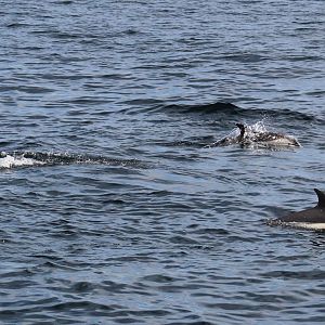 Atlantic White-Sided Dolphins