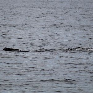 North Atlantic Right Whale