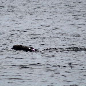 North Atlantic Right Whale