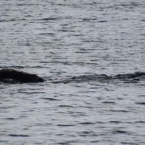 North Atlantic Right Whale