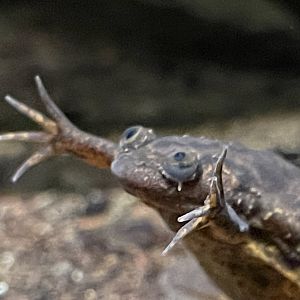 lake oku clawed frog