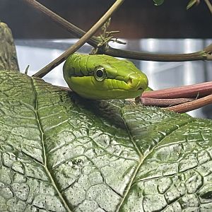 red tailed green rat snake