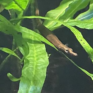 brown banded pipefish