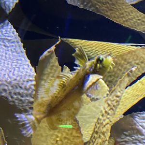 silverspotted sculpin