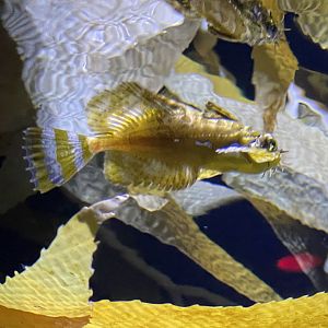 silverspotted sculpin