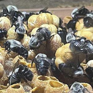 eastern bumblebees