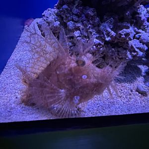 Weedy scorpionfish