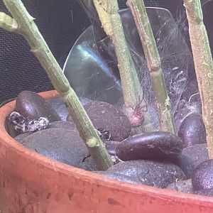 spider eating the bumblebees