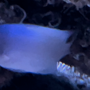 undescribed damsel species