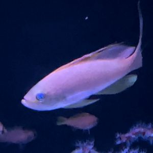 red barbier and pug nosed bass