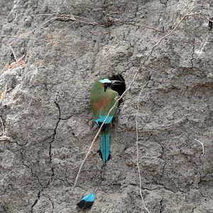 Turquoise-browed Motmot