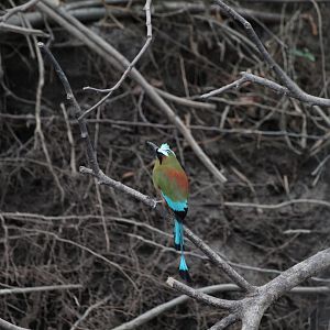 Turquoise-browed Motmot