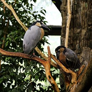 Boat-billed Heron