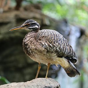 Sunbittern
