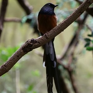 White-rumped Shama
