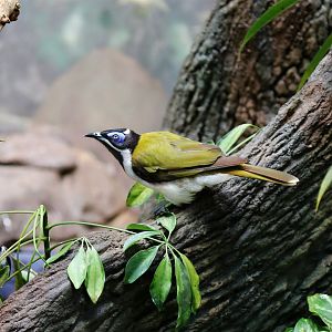 Blue-faced Honeyeater, June 2015