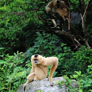 Yellow-cheeked Gibbon