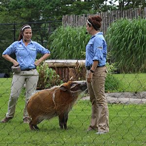 Red River Hog in Cheetah Encounter Show