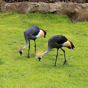 Grey Crowned Crane