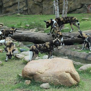 African Wild Dog Pack
