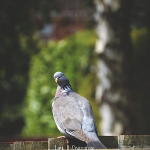 Wood Pigeon