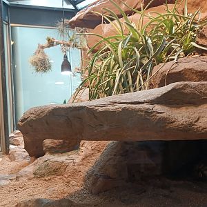 Sonora Desert Habitat