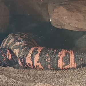 Gila Monster