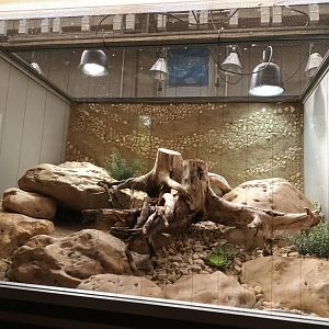 European long nosed Viper Habitat