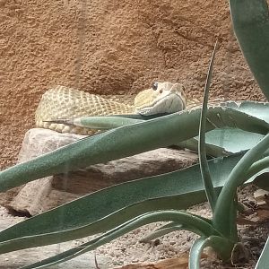 Mexican west coast Rattlensnake