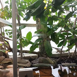 Australian Water Dragon Habitat