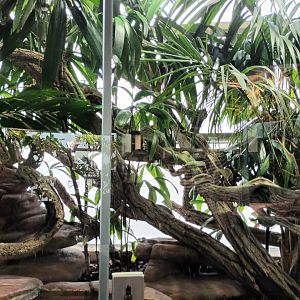 Prehensile tailed Skink Habitat