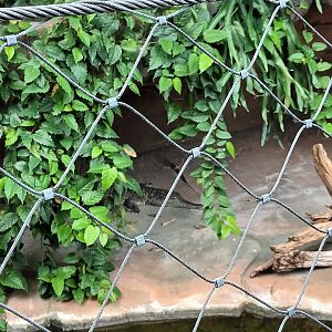 Freshwater Crocodile Enclosure
