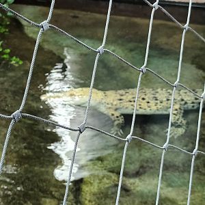 Tong the white Saltwater Crocodile