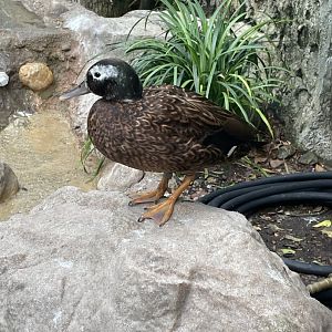 Laysan Duck in Walk-Through Aviary (6/23/21)