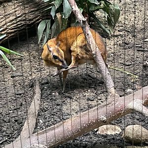 Greater Malayan Chevrotain (6/23/21)