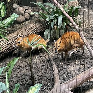 Greater Malayan Chevrotains (6/23/21)