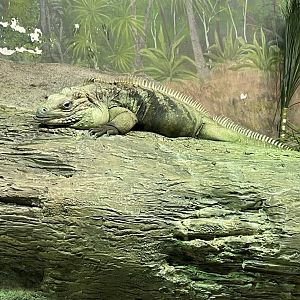 Grand Cayman Iguana (6/23/21)
